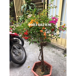 Cây hoa giấy ngũ sắc ( 5 màu)