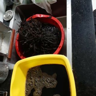 Bột sương sáo 20k/ gói