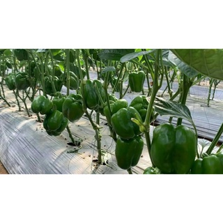 Hạt giống ớt chuông xanh 500 hạt