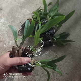 lan dendro nắng ceacer red