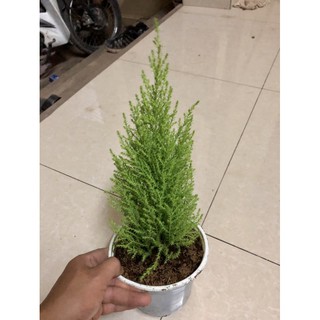 Cây tùng thơm cao 25-30 cm (ảnh thật số 2)