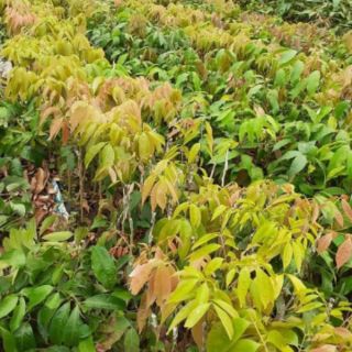 cây giống vải thiều