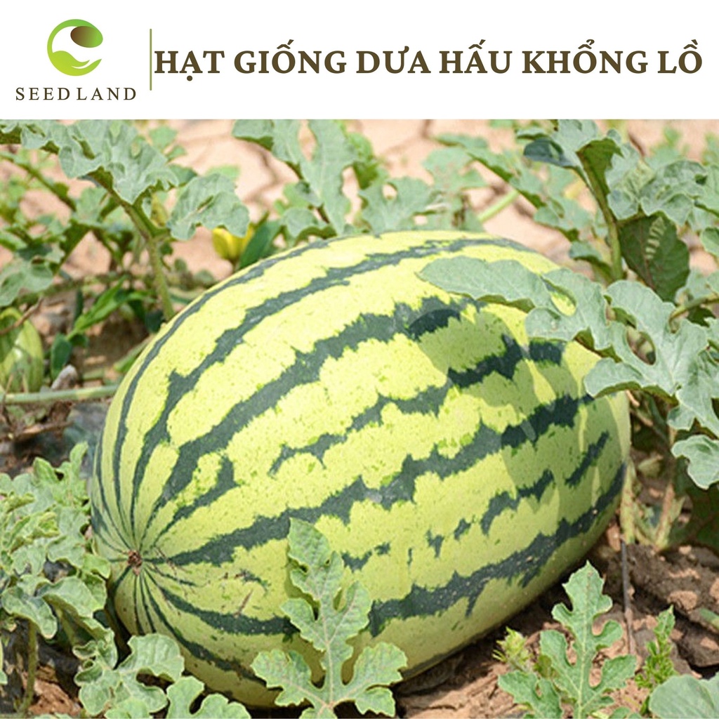 Hạt giống dưa hấu khổng lồ - 20 hạt, quả to siêu ngọt cao sản, dễ trồng SeedLand