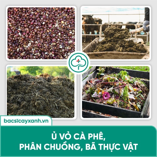 Trichoderma Nấm ủ phân, phân huỷ vỏ cà phê, diệt nấm đối kháng, mầm bệnh trong đất BS07 1kg NSX Bacsicayxanh