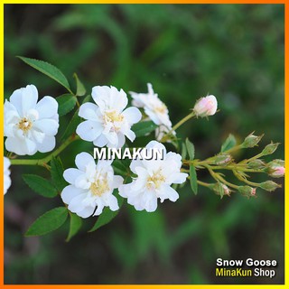 Cây hoa hồng leo Ngỗng Tuyết Snow Goose Rose cực đẹp - MinaKun Shop