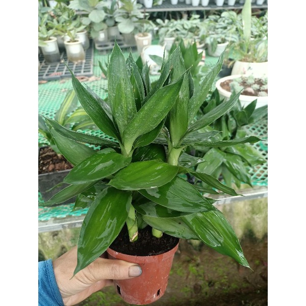 Phát tài búp sen để bàn 3 thân đất