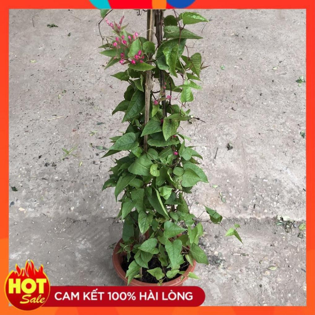 Cây hoa tigon cỡ to, chiều dài ngọn leo 1m độ che phủ cực tốt thích nghi đủ loại thời tiết.