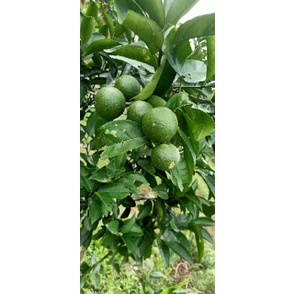 Phân bò hữu cơ Sông Hồng SHA, ủ hoai mục, dạng mùn, túi 20dm3, cho cây trồng - Hàng chính hãng
