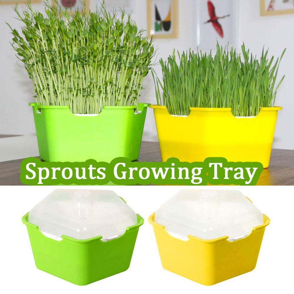 Khay Gieo Hạt Trồng Cây Thủy Canh Không Cần Đất
