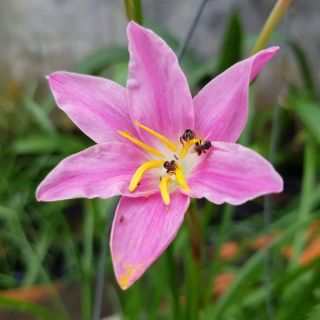 Huệ mưa Pink beauty (10c/10k) size hoa