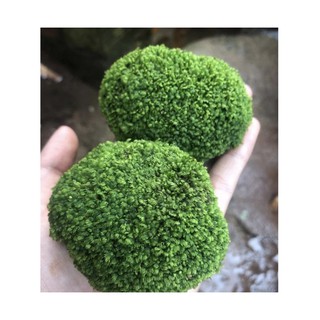 Rêu Minifiss Bám Đá (Đá Fiss)