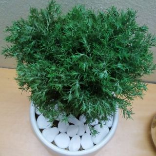 Tùng Bồng Lai (chậu sứ Đẹp)