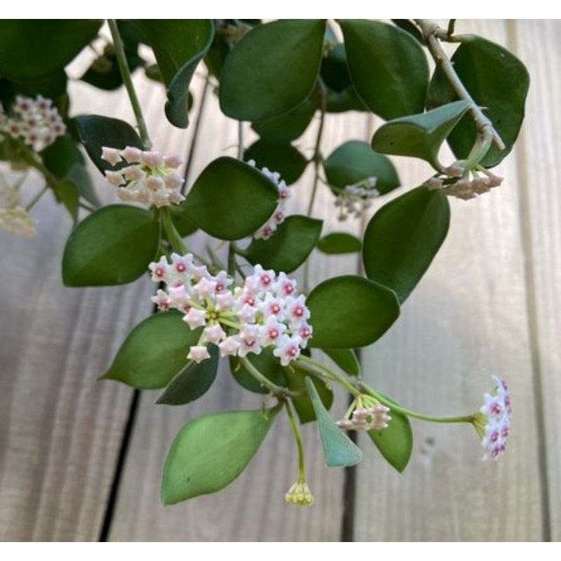 Cẩm cù Hoya Nummularioides hoa thơm