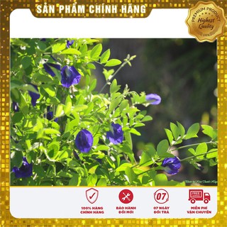 Hạt giống hoa đậu biếc - 20 hạt