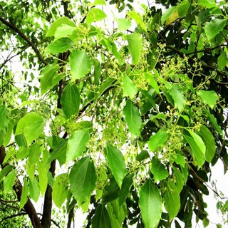 Cây giống long não