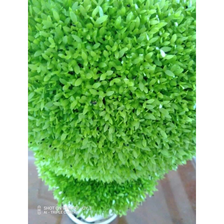 ￼500 Hạt Giống Cỏ May Mắn (C6.203| B30*V45)