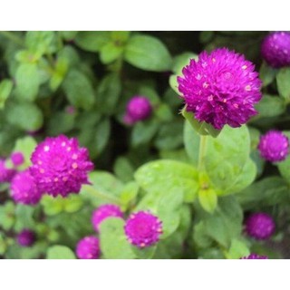Hạt giống hoa Cúc nút áo