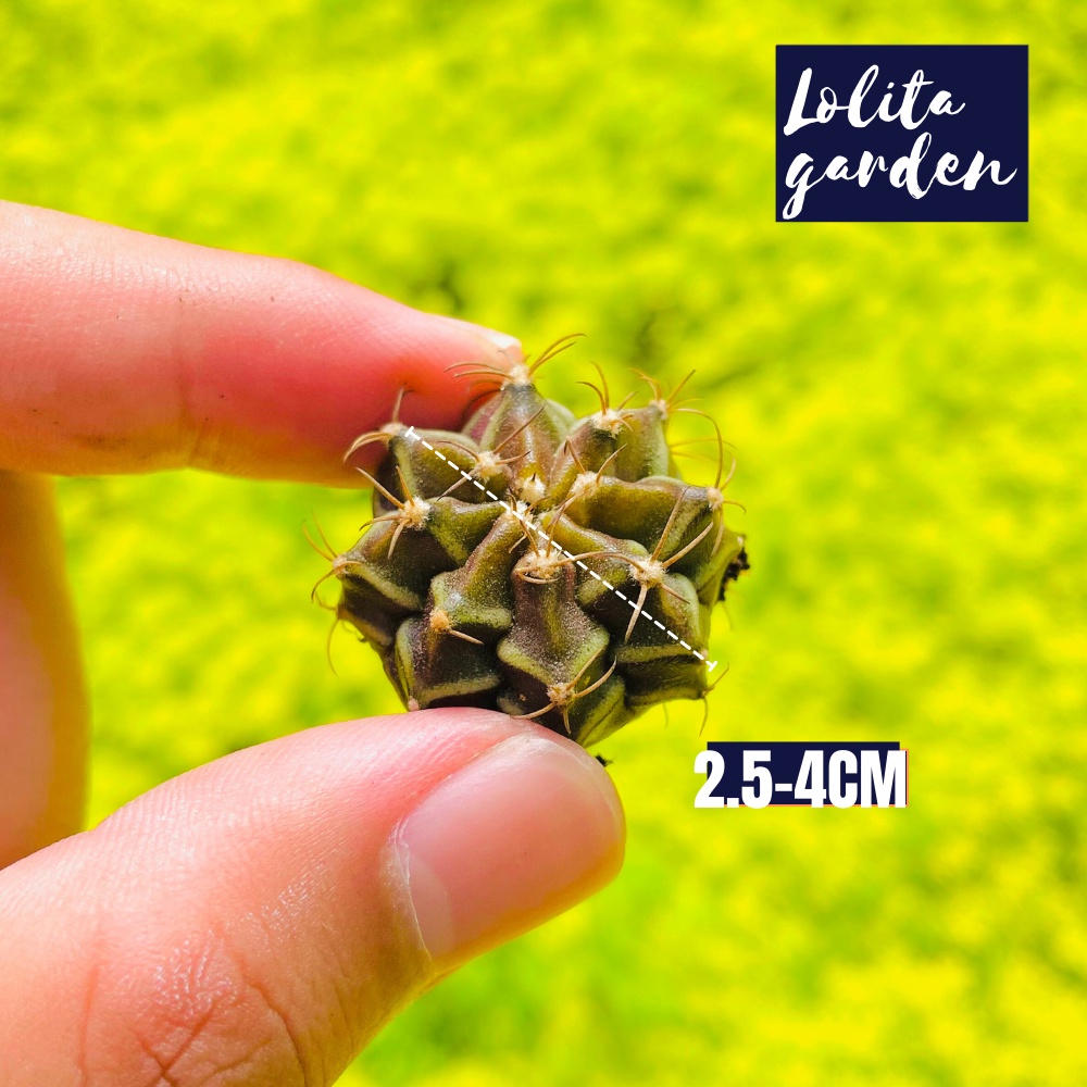 Xương rồng gymno Đà Lạt 6 cây size mini cây cảnh trang trí nhà cửa Lolita garden