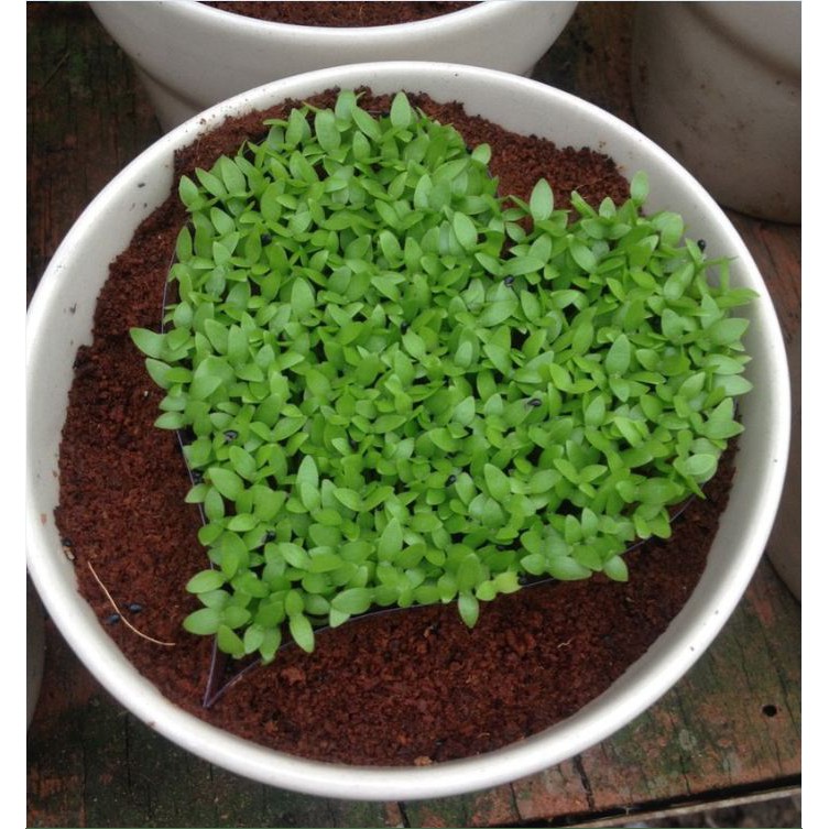 Hạt giống cỏ may mắn gói 1 gram