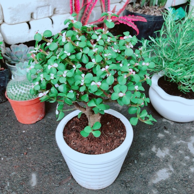 Chậu Cây Đô La Cổ Thụ