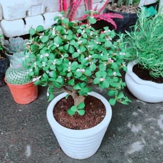 Chậu Cây Đô La Cổ Thụ