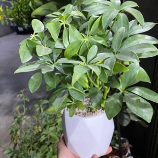 CÂY NGŨ GIA BÌ ĐỂ BÀN ĐẸP
