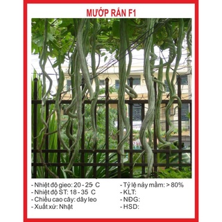 Hạt Giống Mướp Rắn 5 Hạt hạt giống bốn mùa
