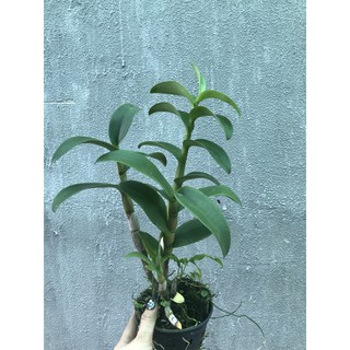 Thanh lý hoa Lan Denro cây khủng siêu to