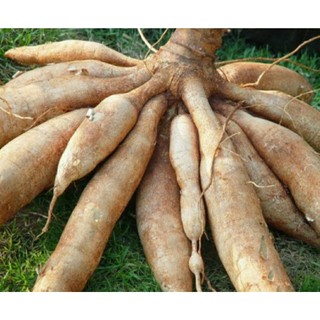 Hom sắn giống 10 hom