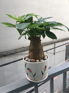Cây Kim Ngân