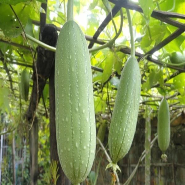PHÂN BÓN LÁ GROWMORE 6-30-30 1kg kích thích ra hoa, tăng đậu quả