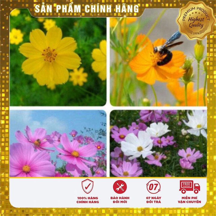 Hạt giống hoa cánh bướm sao nhái mix 50-100 hạt