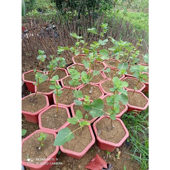 Sung Mỹ BRN giống