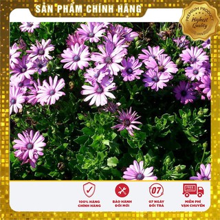 Bộ gói hạt giống cúc châu phi mix