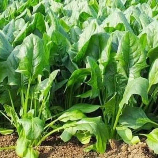 Hạt giống rau chân vịt  chịu nhiệt thái lan