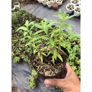 Bạc Hà Sả Chanh Pháp