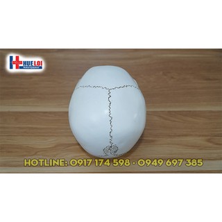 Mô hình giải phẫu xương sọ