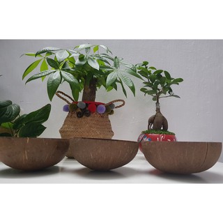 Chén gáo dừa (Bát gáo dừa) xinh xắn