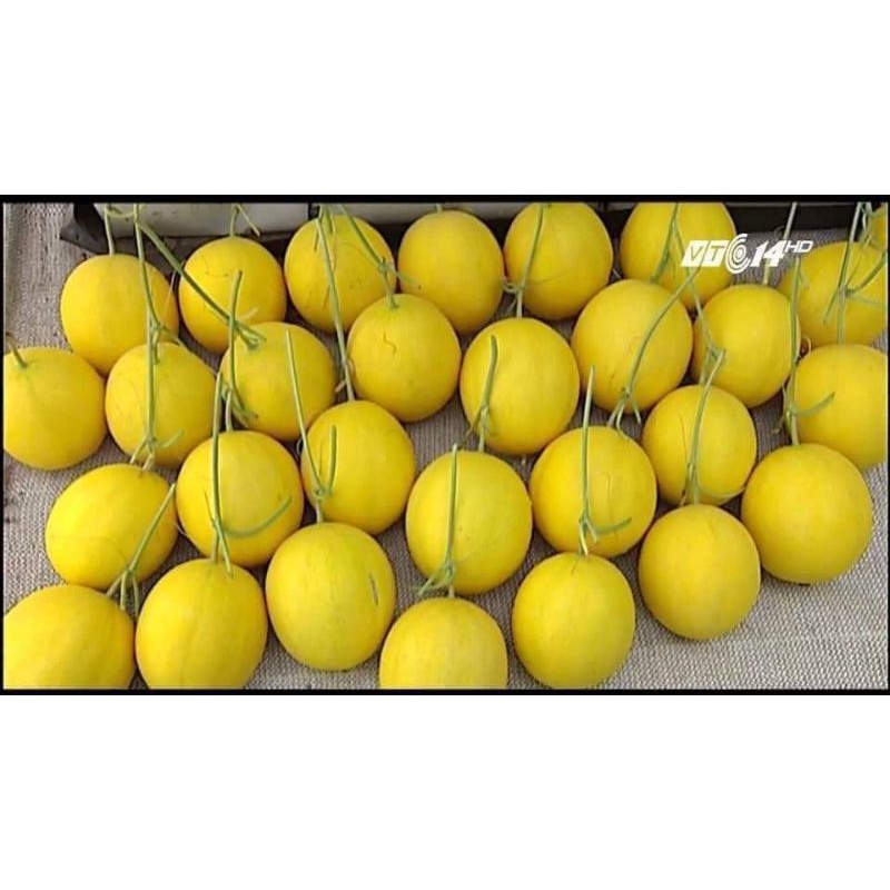 50 HẠT GIỐNG DƯA LÊ HOÀNG KIM TRANG NÔNG TN463