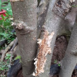 Cây chùm ngây gốc( ảnh thật)