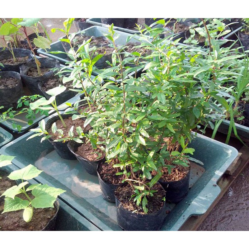 Hạt Giống Cây Lựu Lùn - 10 Hạt