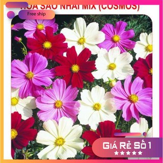 Hạt giống Sao nhái mix (100 hạt)