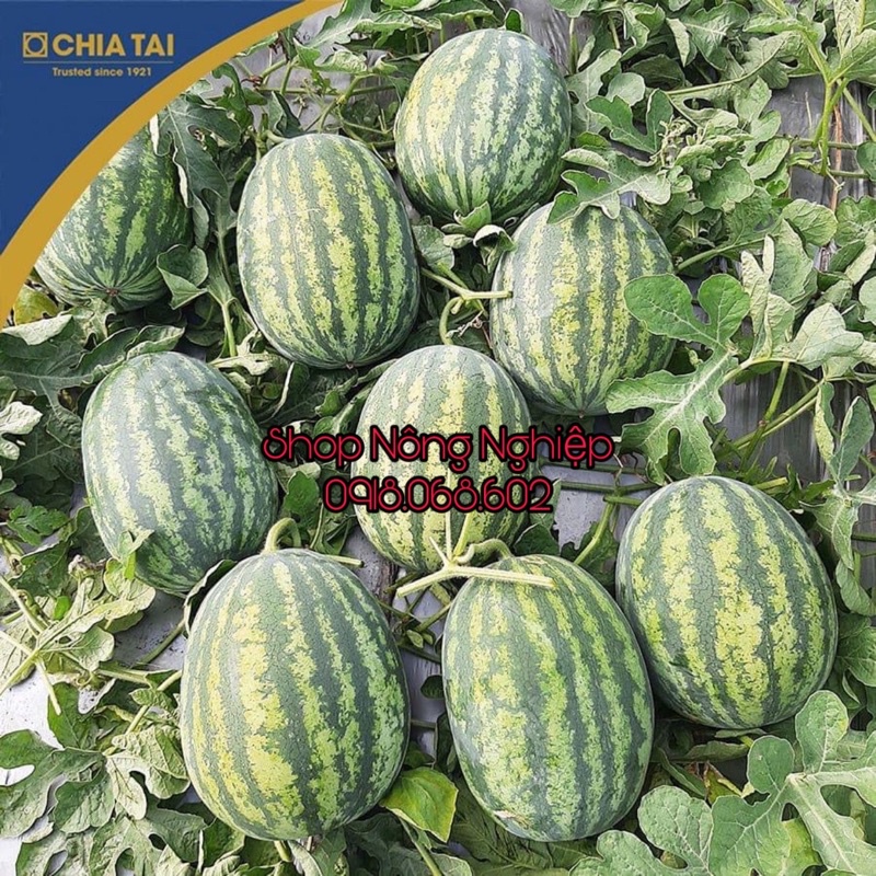 Hạt giống Dưa Hấu F1 Thái Lan 2014 CHIATAI