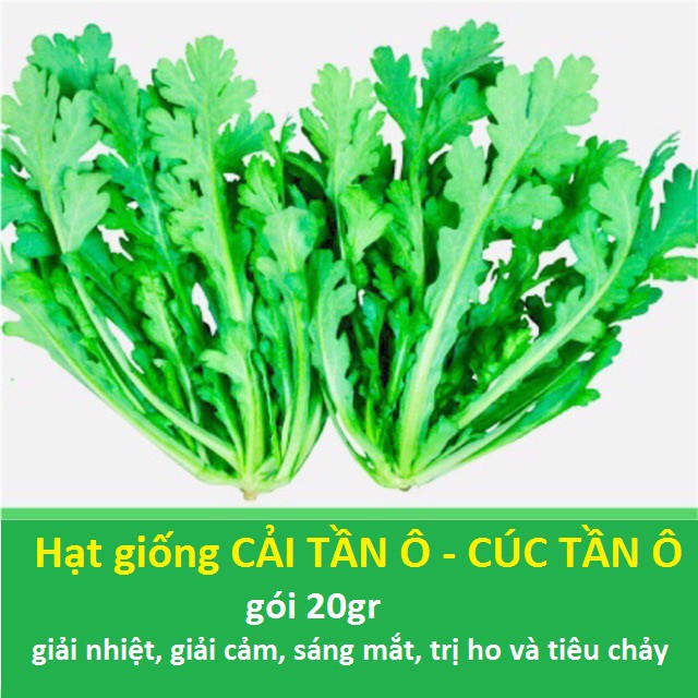 Hạt giống cải tần ô - cải cúc tần ô gói 20gr