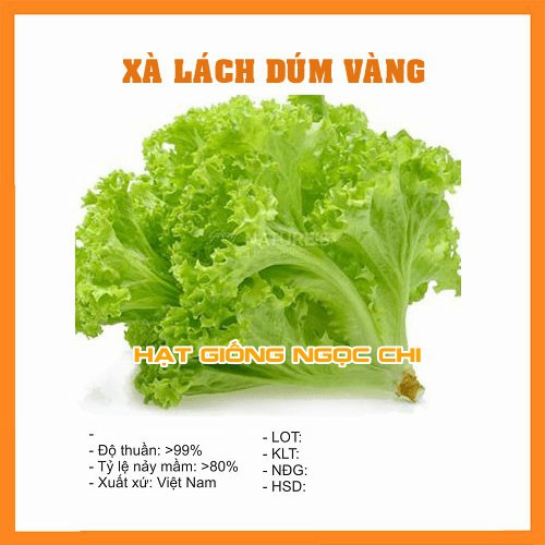 Hạt Giống Xà Lách Dún Vàng - 2Gr