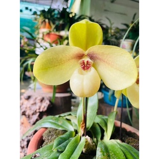 Hoa Lan đột biến hài hằng