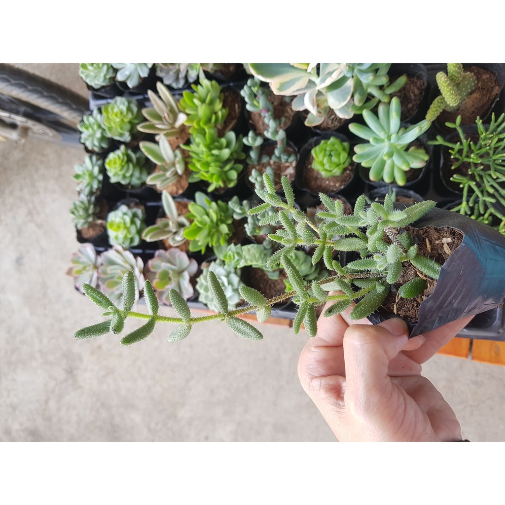 Sen đá mặt nạ lông (Đọc mô tả) Delosperma Echinatum