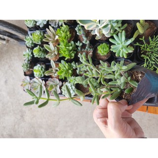 Sen đá mặt nạ lông (Đọc mô tả) Delosperma Echinatum