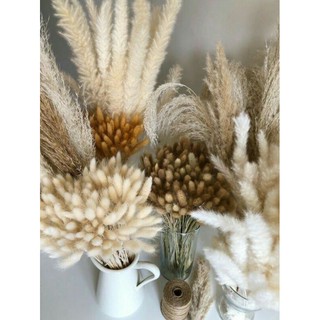 Bỏ cỏ bunny stails- cỏ đuôi thỏ khô màu lông chuột