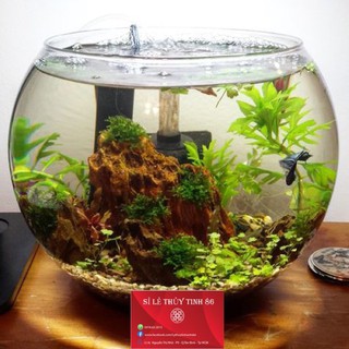 Hồ cá thủy sinh🐠 Bể cá để bàn hình QUẢ CẦU